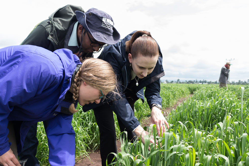 <a href="https://www.jic.ac.uk/directory/guru-vighnesh-radhakrishnan/">Guru Radhakrishnan</a> and <a href="https://www.jic.ac.uk/directory/nicola-cook/">Nicola Cook</a> with Diane searching for wheat rust in the field.