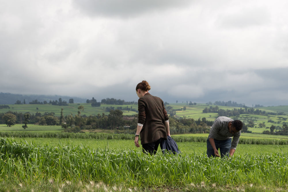 Searching for wheat rust in the fields at Kulumsa