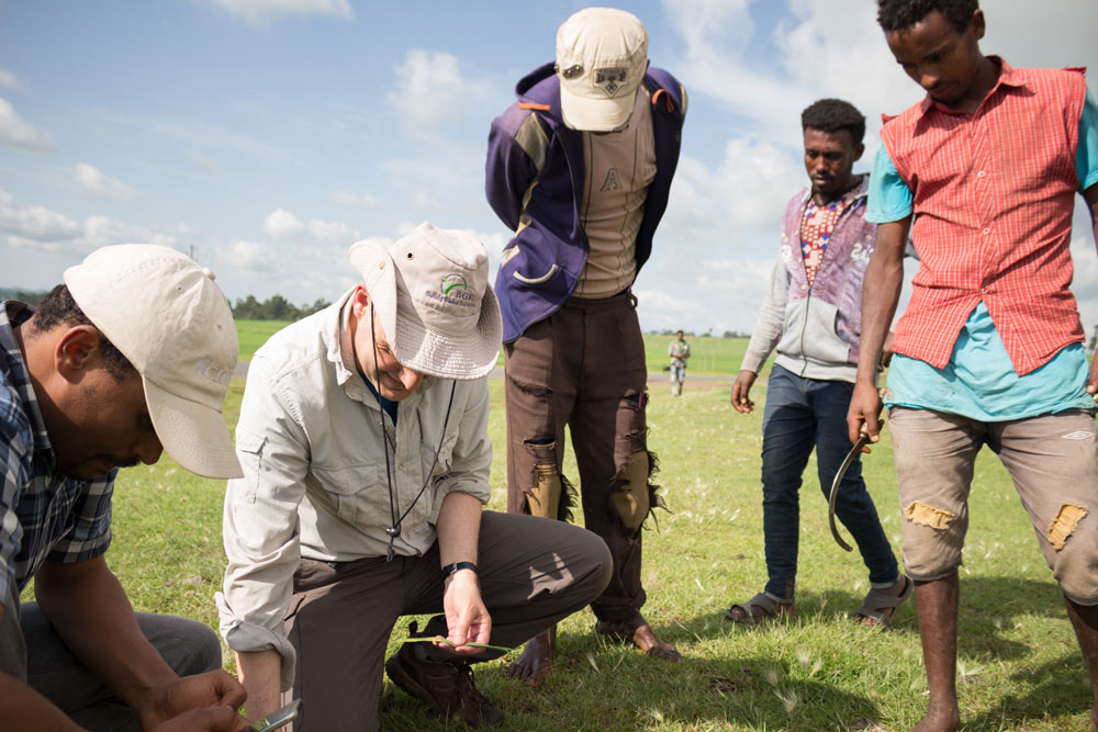 Dave Hodson of CIMMYT taking wheat rust samples with farmers